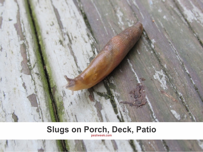 How to Get Rid of Slugs on Porch, Decks, Patio