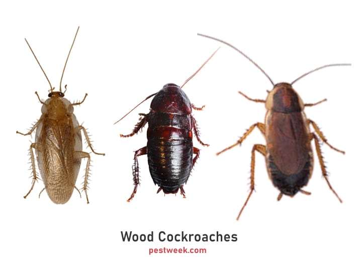 Pictures of wood cockroaches