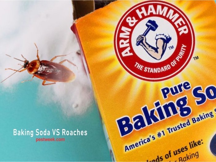 Does Baking Soda Kill Roaches? PestWeek