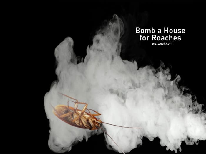 Can You Bomb a House for Roaches? How it Works | PestWeek