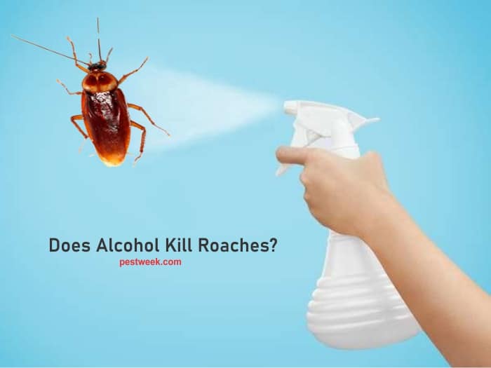 Does Alcohol Kill Roaches?