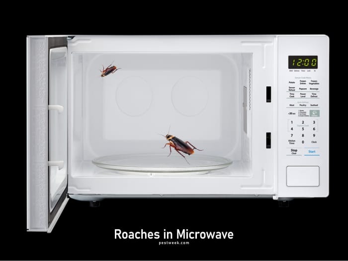 How To Get Rid of Cockroaches in Microwave