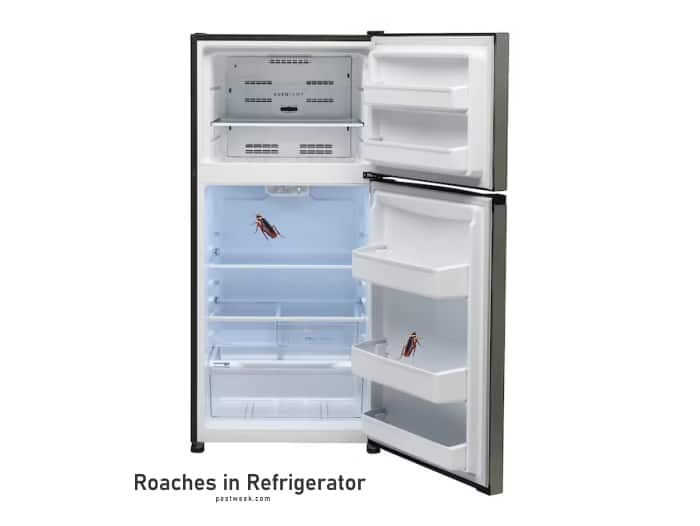 How To Get Rid of Roaches in A Refrigerator