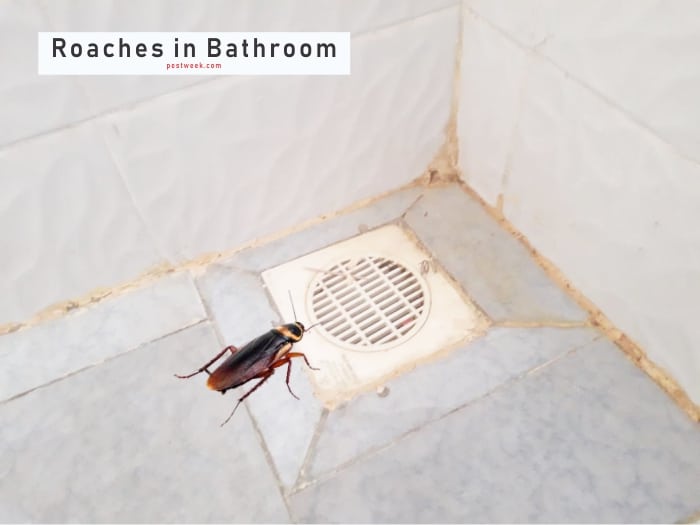 Cockroaches in Bathroom