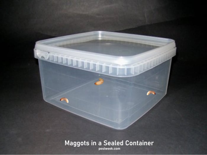 How Do Maggots Get in a Sealed Container?