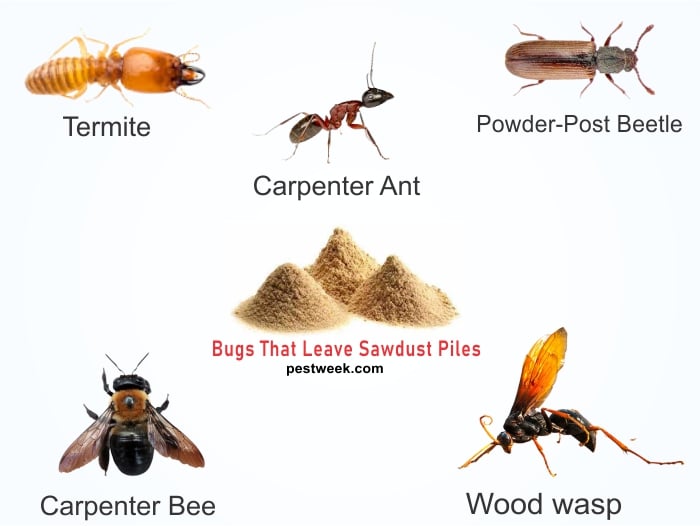 Bugs That Leave Piles of Sawdust Pictures
