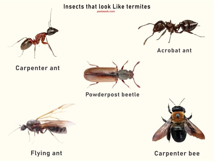 Pictures of Insects That Look Like Termites
