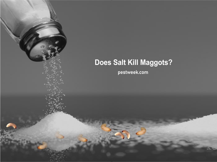 Does Salt Kill Maggots?