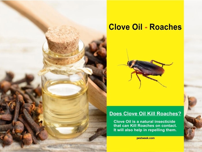 Does Clove Oil Kill Roaches?