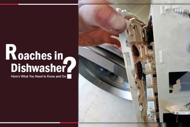 Roaches In Dishwasher 4 630x420 