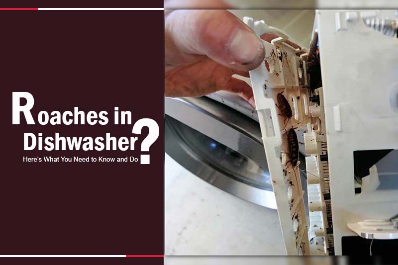 Roaches in Dishwasher? Here’s What You Need to Know and Do