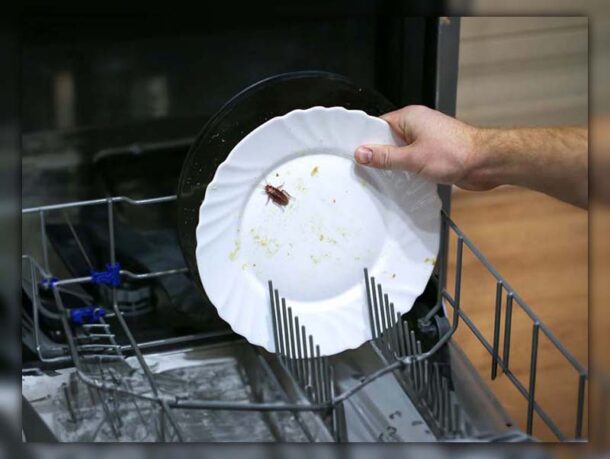 Roaches In Dishwasher 610x459 