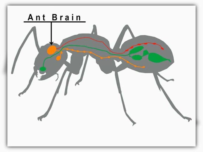 Do Ants Have Brains? How Do Ants Use Their Brains?