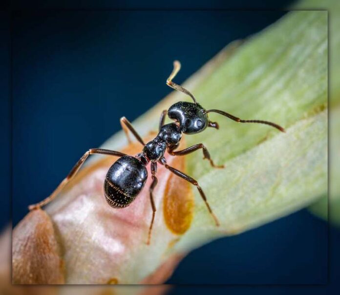 Do Ants Have Lungs? Exploring the Tiny Titans' Breath!