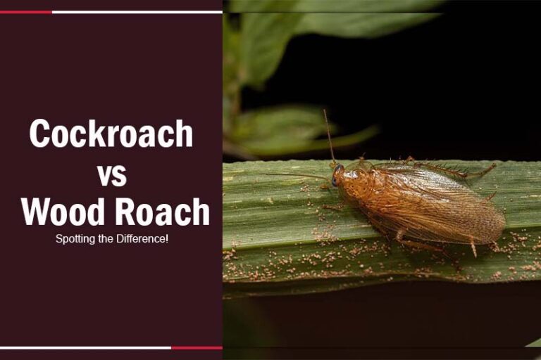 Cockroach Vs Wood Roach Spotting The Difference 8778