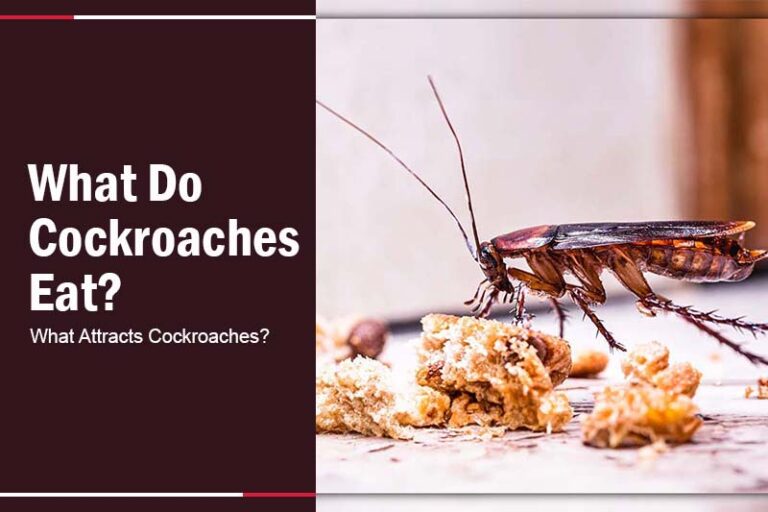 What Do Cockroaches Eat? What Attracts Cockroaches?