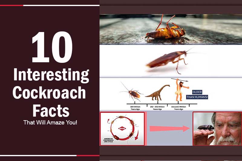 10 Interesting Cockroach Facts That Will Amaze You Pestweek