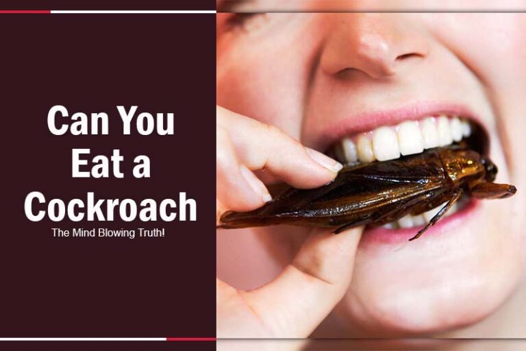 Do People Eat Cockroach? The Mind Blowing Truth!