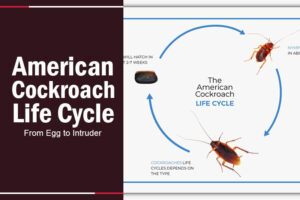 American Cockroach Life Cycle: From Egg to Intruder