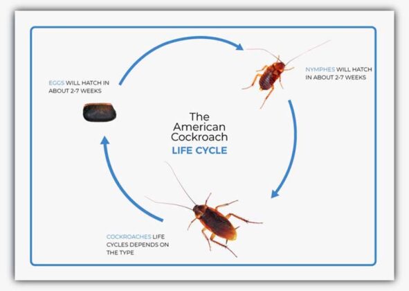 American Cockroach Life Cycle: From Egg To Intruder