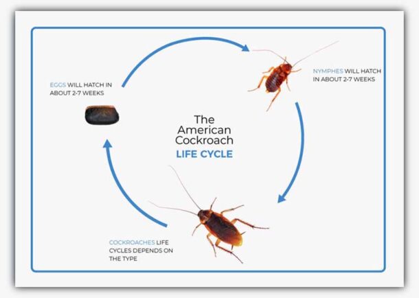 American Cockroach Life Cycle: From Egg To Intruder