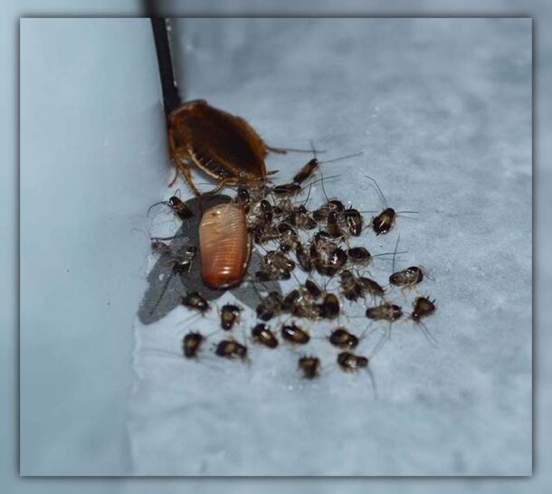 Can You Vacuum A Cockroach? Revealing The Fact