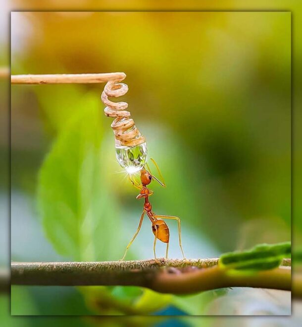 Do Ants Drink Water? Unmasking The Wet World of Ants!