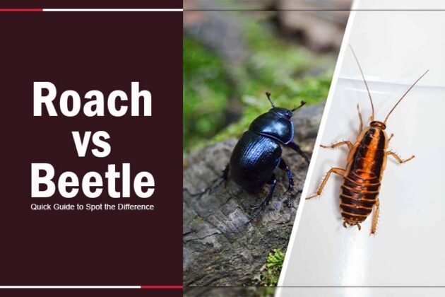 Roach vs Beetle: Quick Guide to Spot the Difference