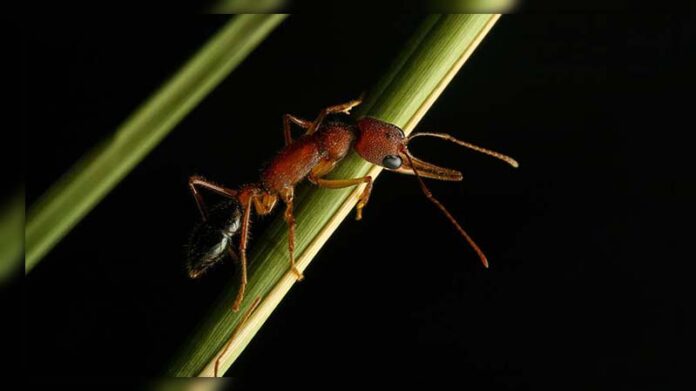 Can Ants Jump?! Discover the Mind-Blowing Acrobatics!