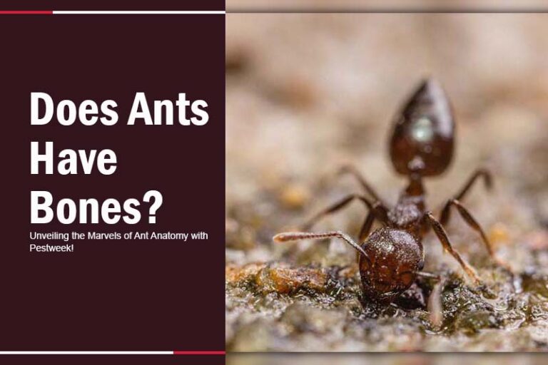 Do Ants Have Bones? Exploring Ant Anatomy and Adaptations