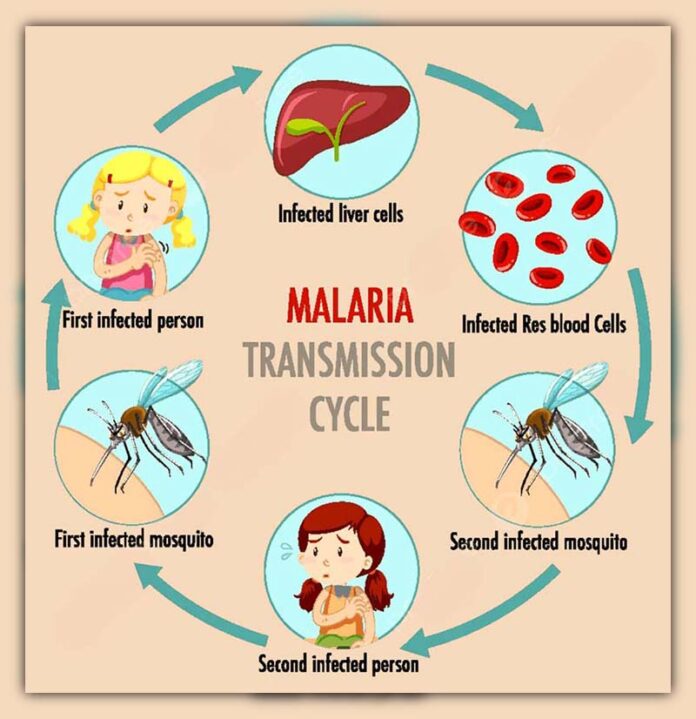 Malaria is caused by which mosquito? Discover the Answer!