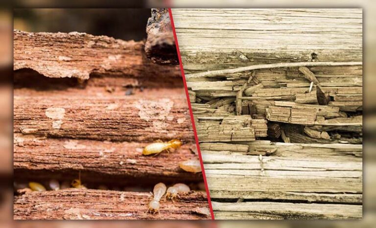 Wood Rot Vs Termite Damage: Key Signs & Solutions