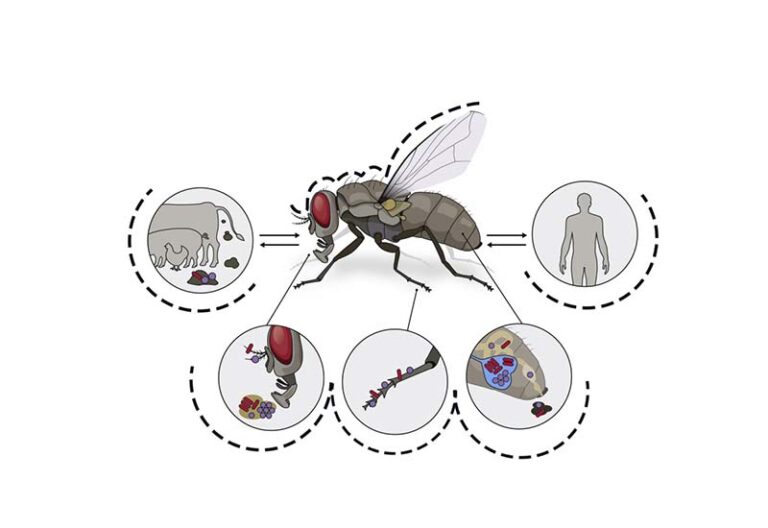 are-fruit-flies-harmful-to-humans-discover-shocking-facts