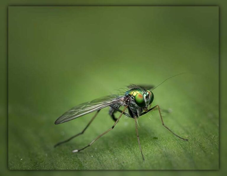 Can Flies get in through Air Conditioner?