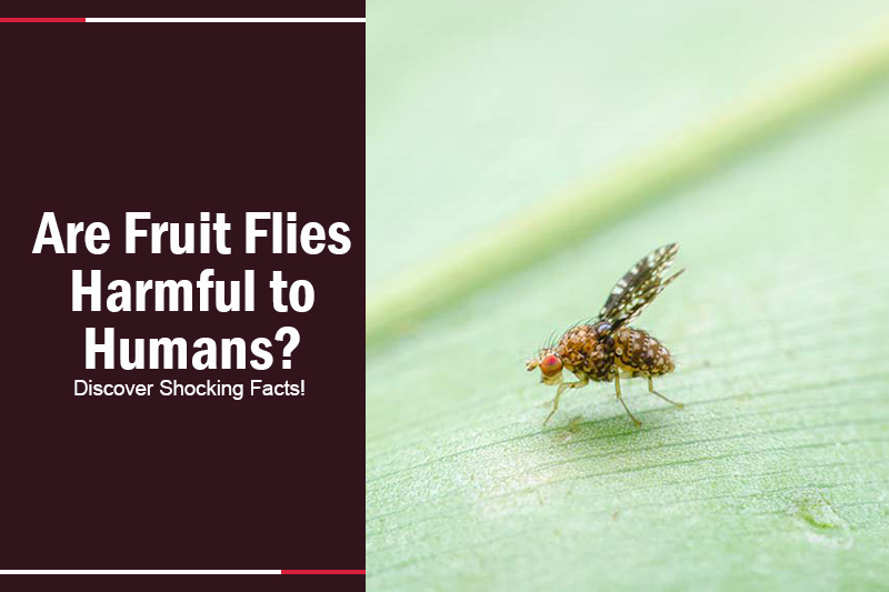 Are Fruit Flies Harmful To Humans Discover Shocking Facts 